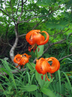 f:id:naganop:20120729183222j:image