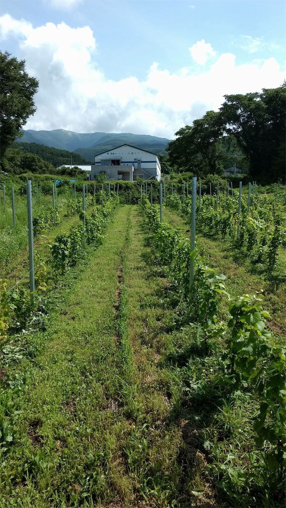 f:id:naganowine:20200110111255j:image Ro_vineyard