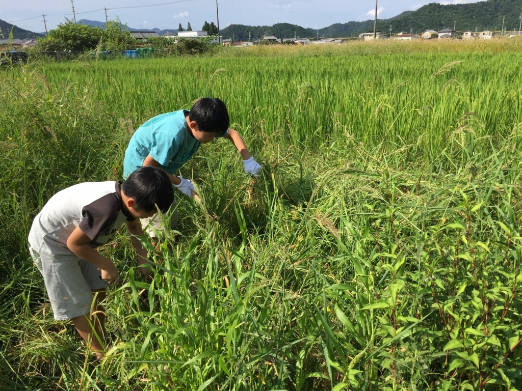 f:id:nagaraeco:20170911211437j:plain