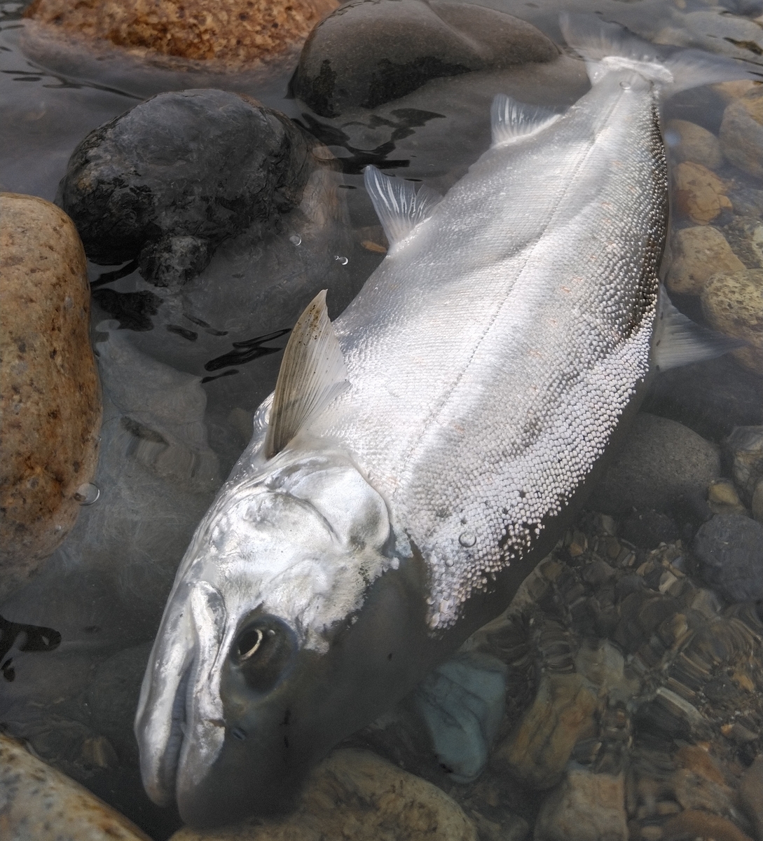 22長良川サツキマス釣行日誌1 好スタート 長良とっしの釣りブログ