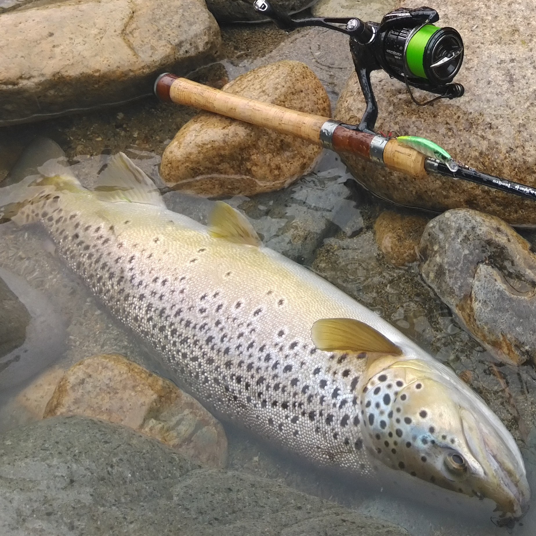 梅雨の本流釣行その2 60㎝のビッグトラウト現る - 長良とっしーの釣り