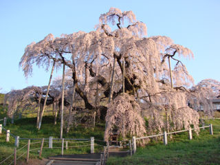 5月2日早朝の滝桜