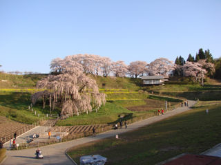 奥の神社の桜も綺麗
