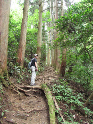 木の根道
