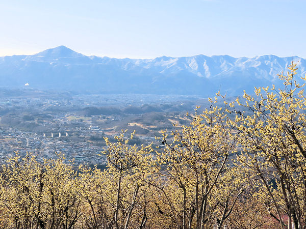 武甲山と蝋梅と橋