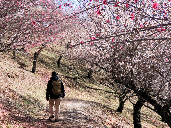 梅百花園