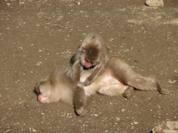 宝登山小動物公園