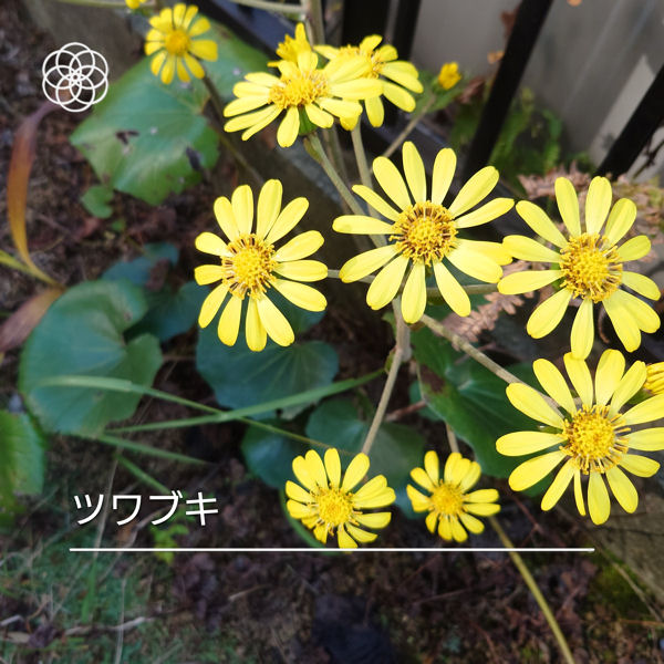 ツワブキ