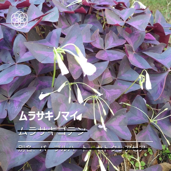 ムラサキノマイ