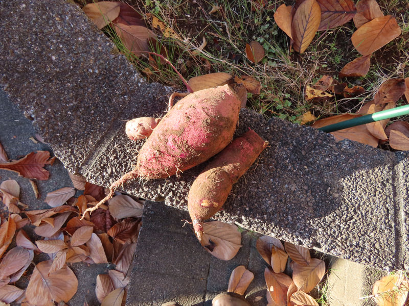 紅あずま初収穫