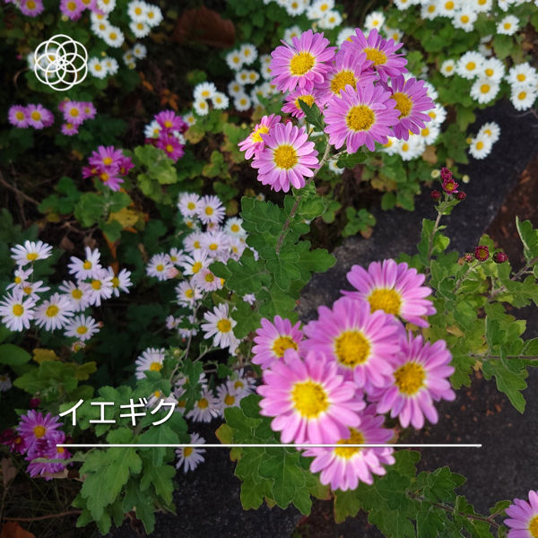 イエギク