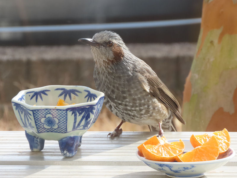 ミカンとヒヨドリ
