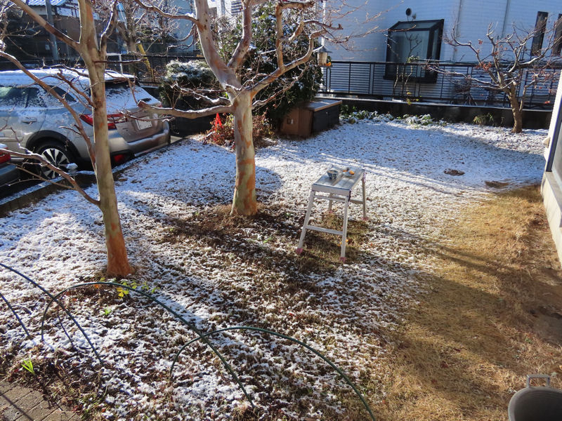 雪が降りました