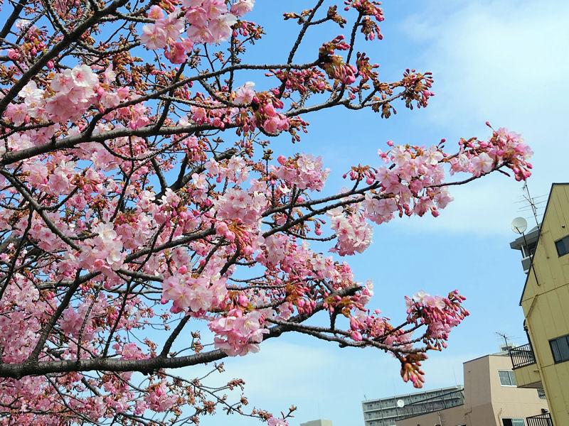 河津桜