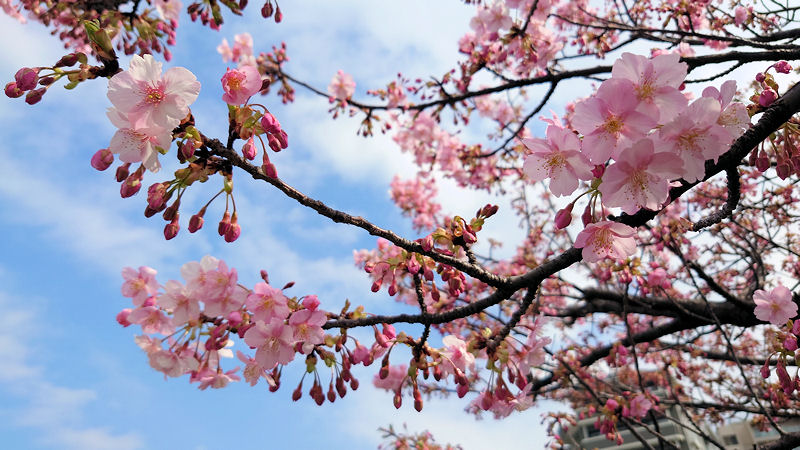 大横川の河津桜