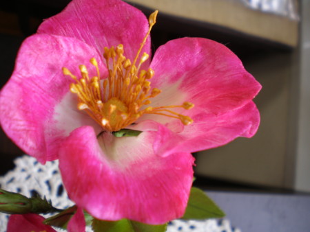 f:id:nagasaki-iry:20110707130331j:image f:id:nagasaki-iry:20110707130331j:image