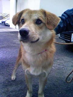 1 29追記あり 佐世保市犬管理所 収容犬情報 長崎はっぴーあにまる ブログ 1 29追記あり 佐世保市犬管理所 収容犬情報 長崎はっぴーあにまる ブログ