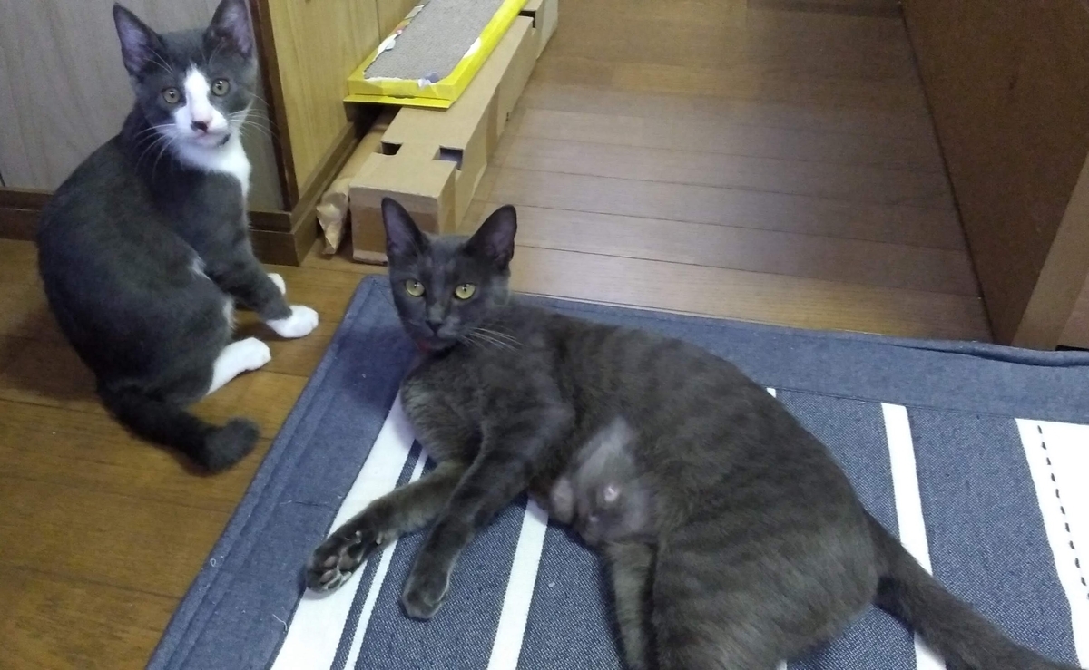 f:id:nagasakihappyanimal:20201004142438j:plain f:id:nagasakihappyanimal:20201004142438j:plain