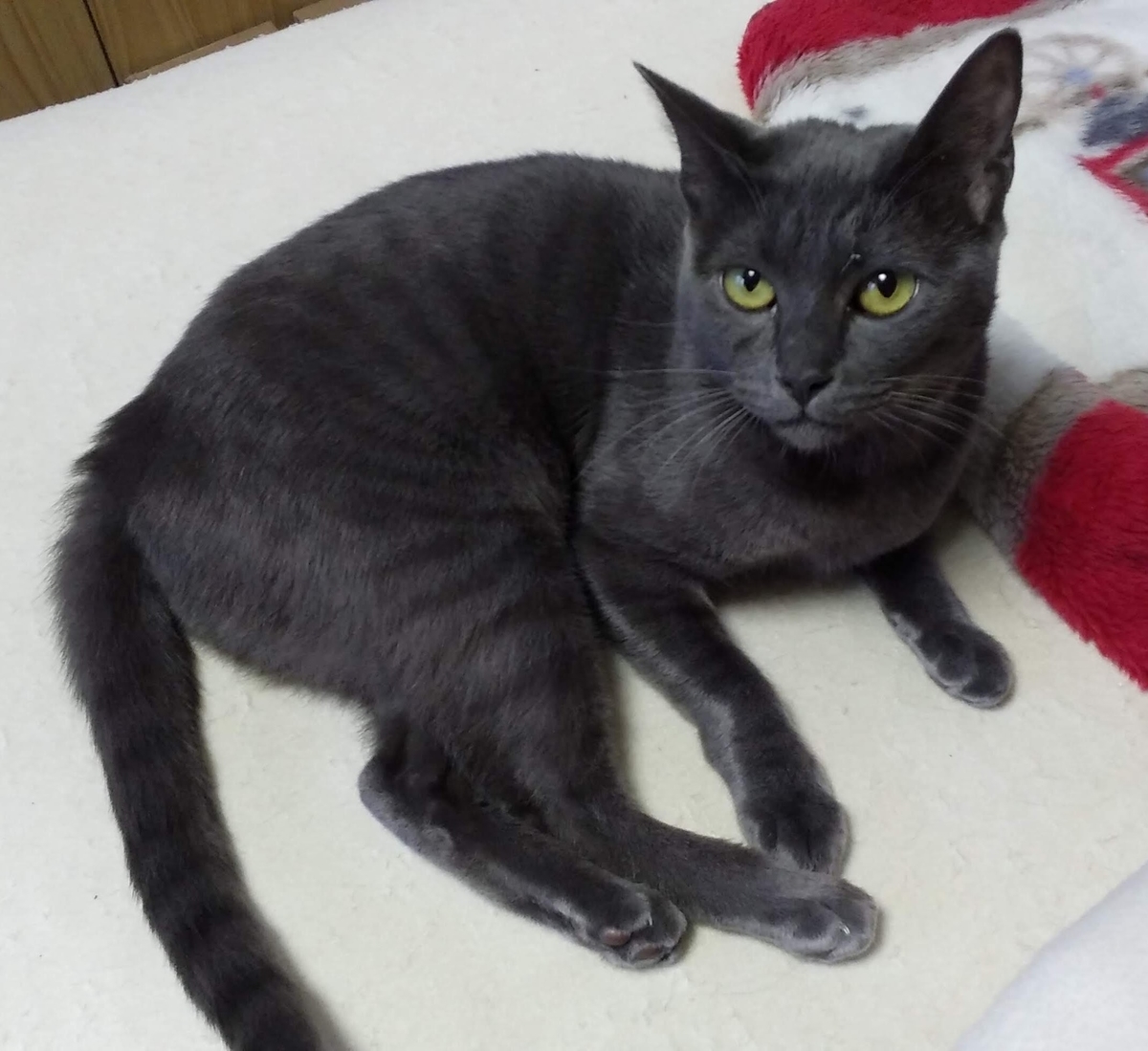 お母さん猫の里親さん募集中！】アンちゃん、ワクチン③接種🏥 - 長崎 