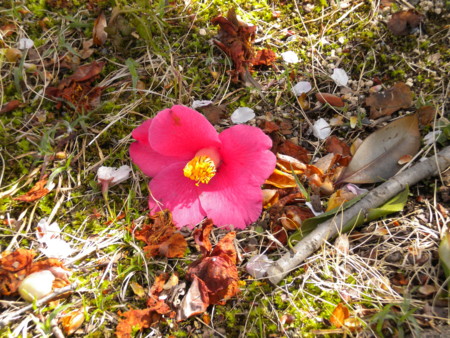 f:id:nagatani:20100413104258j:image