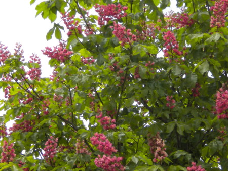 f:id:nagatani:20100515113346j:image