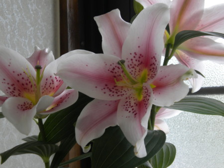 f:id:nagatani:20100525101415j:image