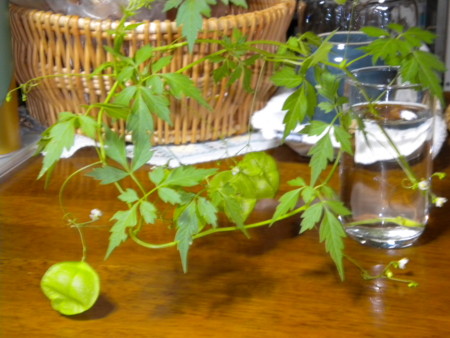 f:id:nagatani:20101018181056j:image f:id:nagatani:20101018181056j:image