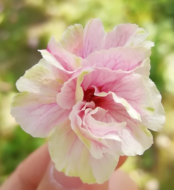 f:id:nagatchi-fm:20210421233048j:image