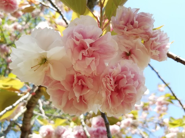 f:id:nagatchi-fm:20210421233309j:image