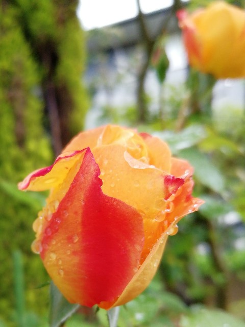 f:id:nagatchi-fm:20210429231632j:image