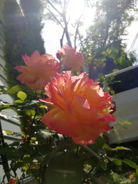 f:id:nagatchi-fm:20210506223624j:image f:id:nagatchi-fm:20210506223624j:image