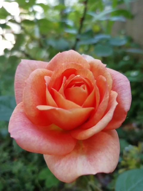 f:id:nagatchi-fm:20210531104714j:image f:id:nagatchi-fm:20210531104714j:image
