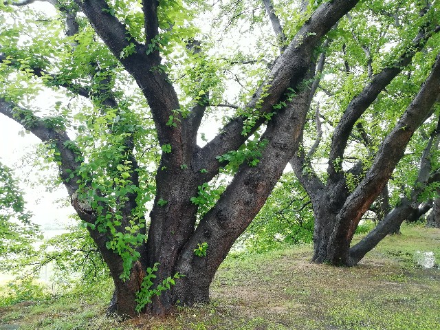 f:id:nagatchi-fm:20210709113020j:image