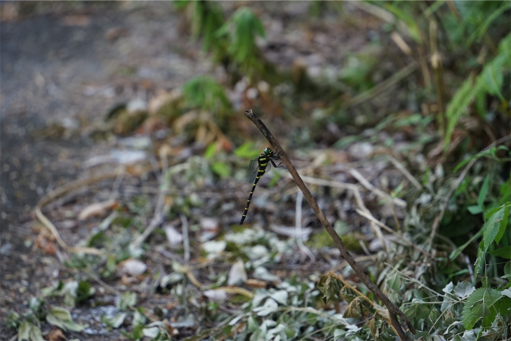 f:id:nagatorowo2:20240821070350j:image