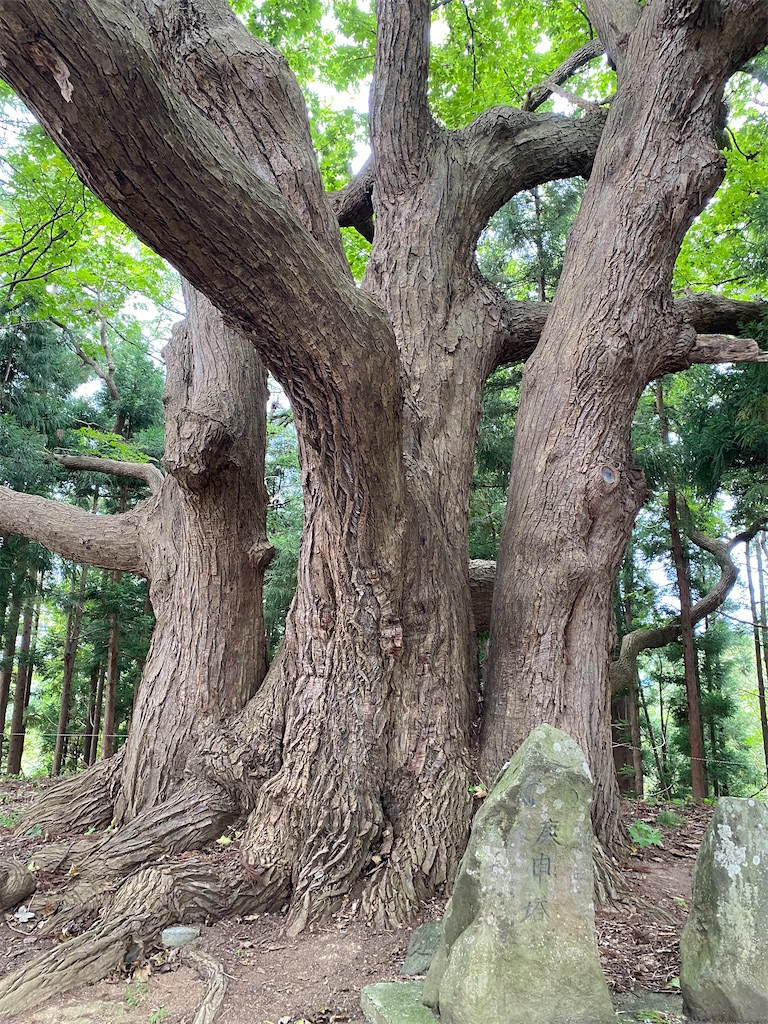 f:id:nagatorowo2:20241128132308j:image