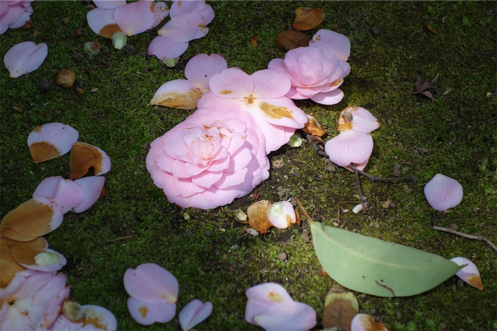 f:id:nagatorowo2:20250405205455j:image