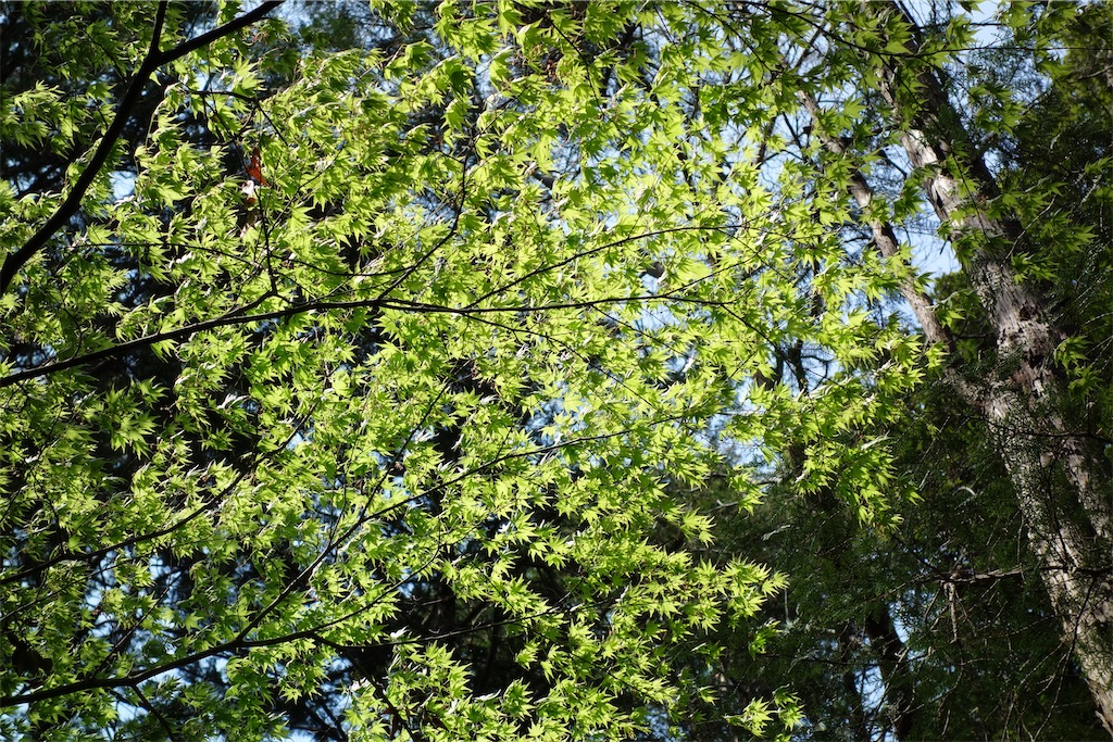 f:id:nagatorowo2:20250405205509j:image