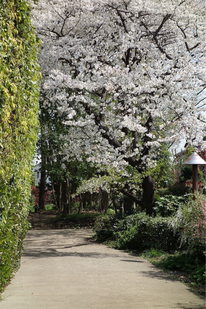 f:id:nagatorowo2:20250405205527j:image