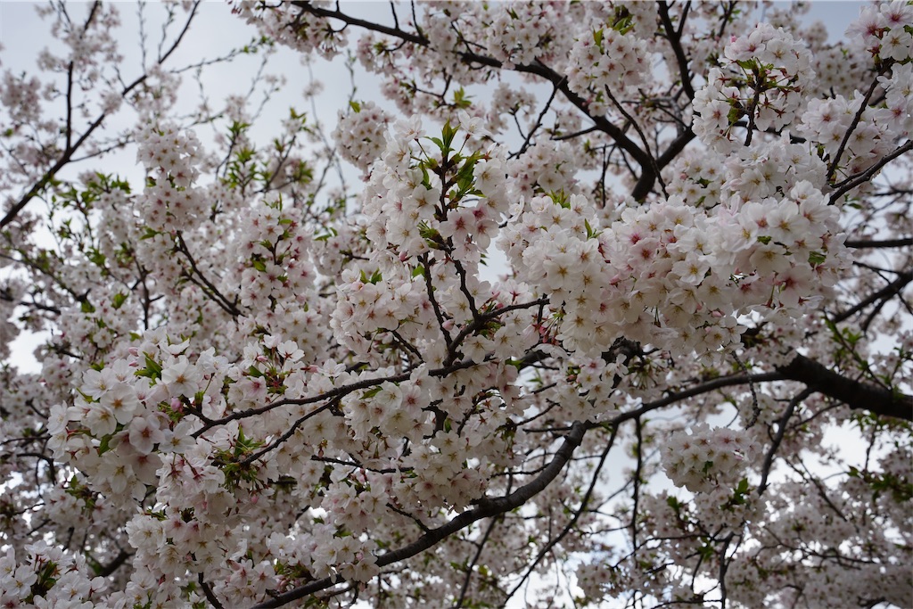 f:id:nagatorowo2:20250412003955j:image