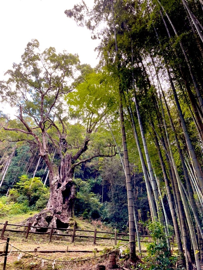f:id:nagatsukiperu:20231123182235j:image f:id:nagatsukiperu:20231123182235j:image