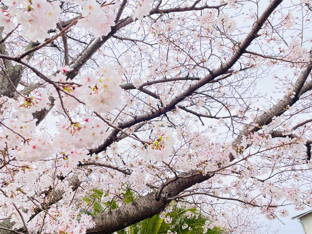 f:id:nagatsukiperu:20250402172748j:image