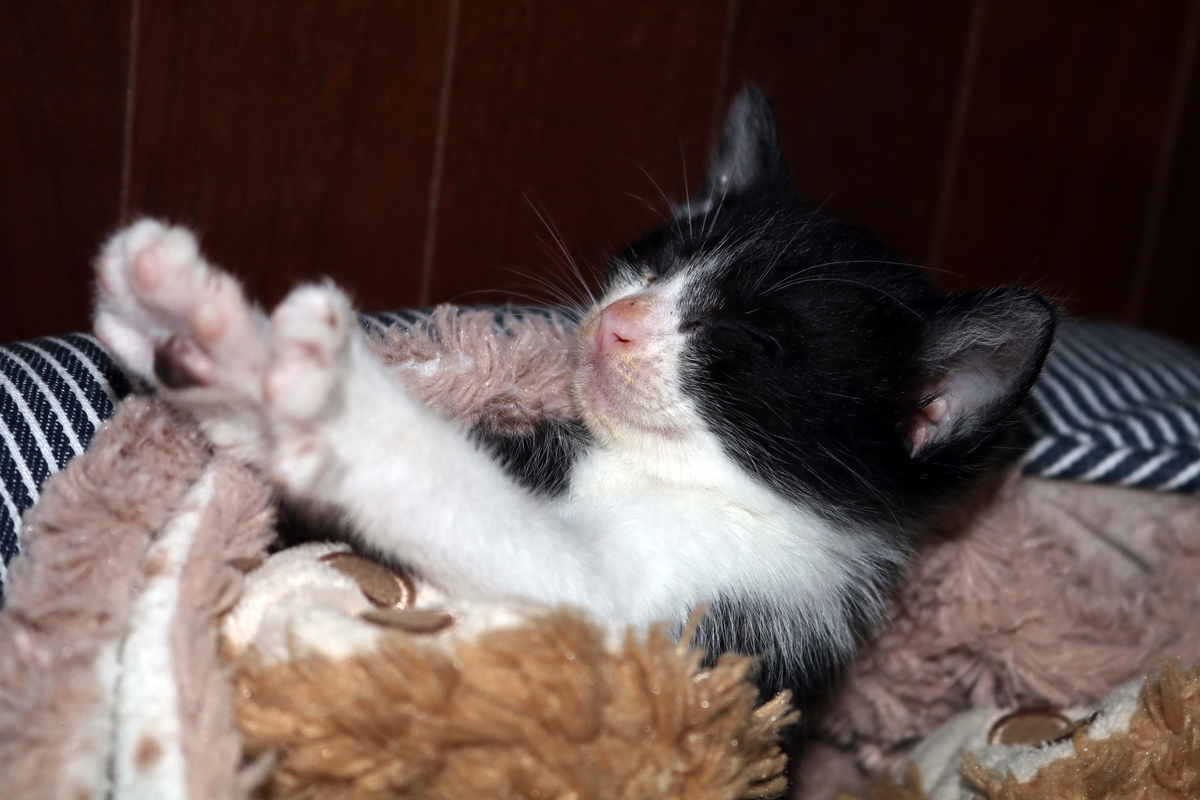 f:id:nagee4678:20190503143055j:plain f:id:nagee4678:20190503143055j:plain