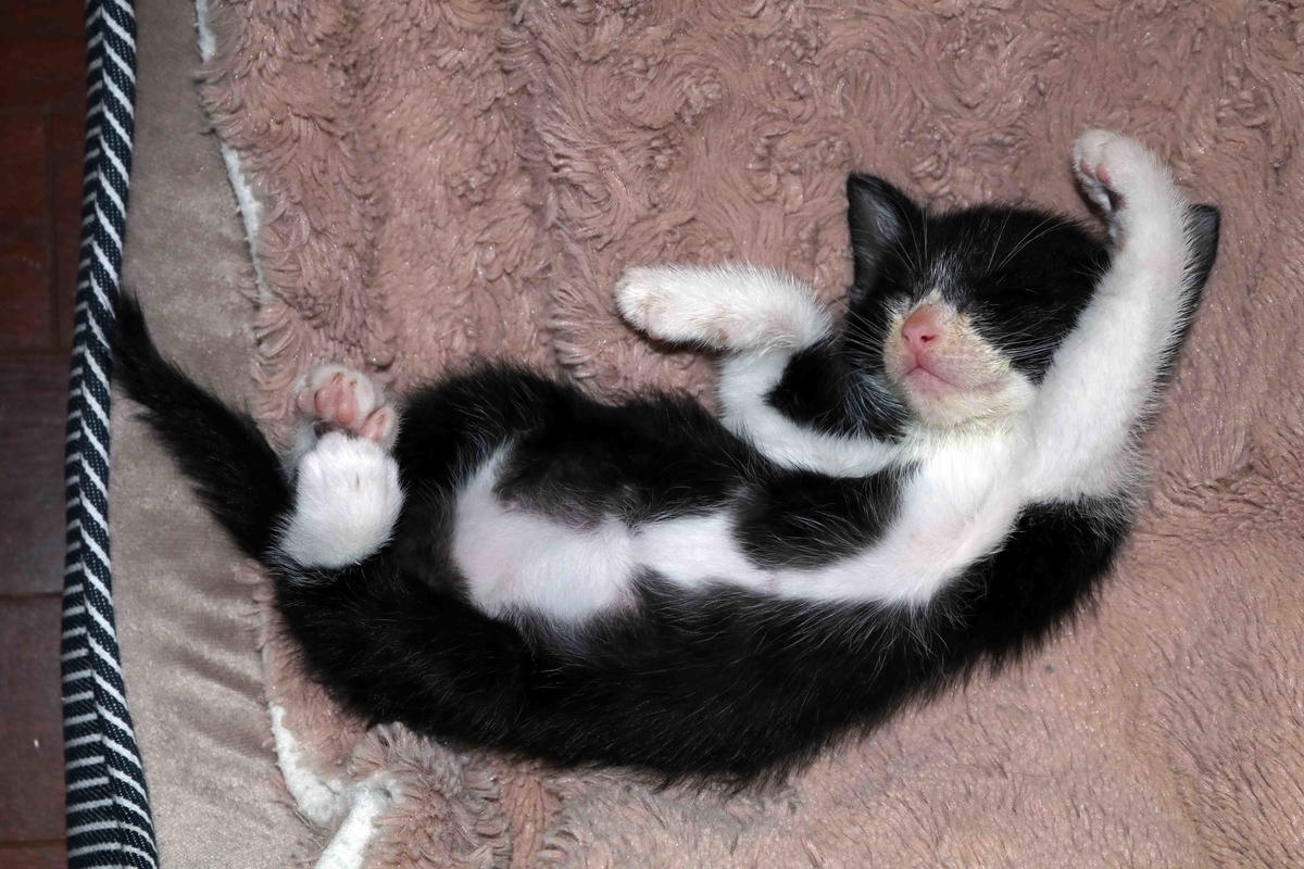 f:id:nagee4678:20190504125830j:plain