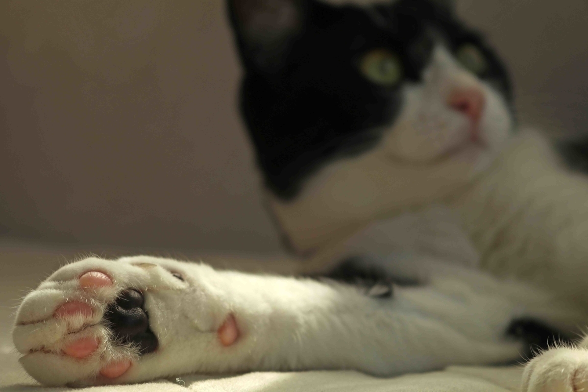 f:id:nagee4678:20190913162750j:plain