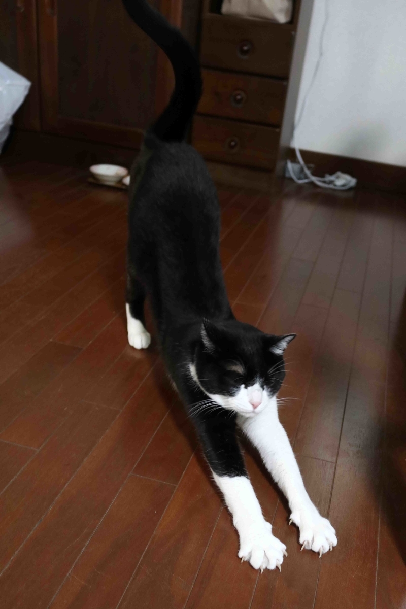 f:id:nagee4678:20200208162838j:plain