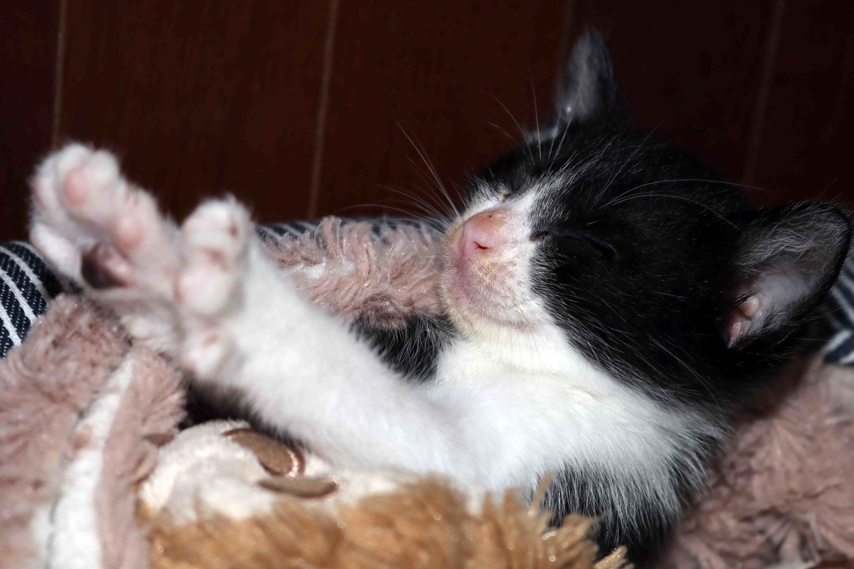 f:id:nagee4678:20200222173953j:plain