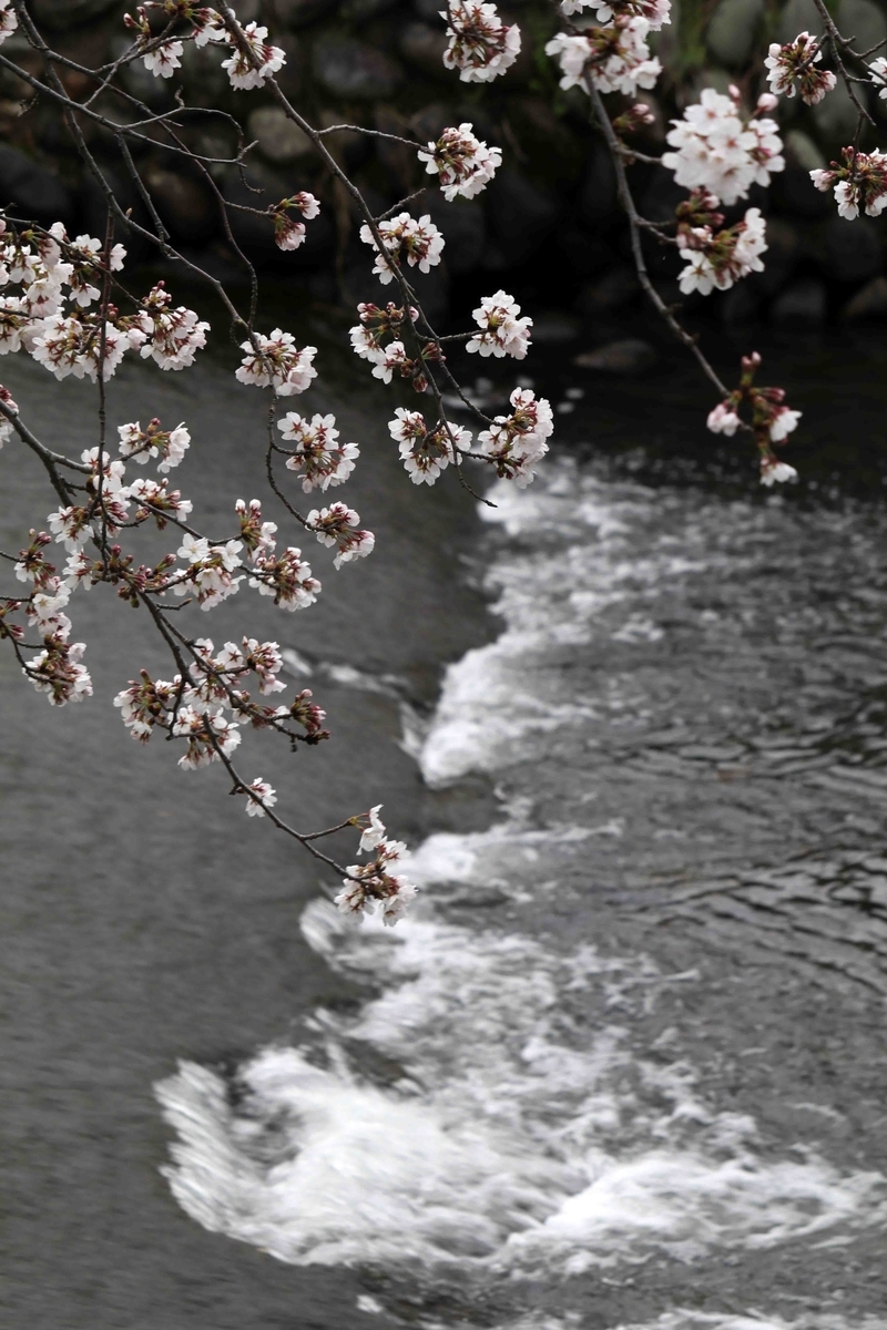 f:id:nagee4678:20200411143012j:plain f:id:nagee4678:20200411143012j:plain