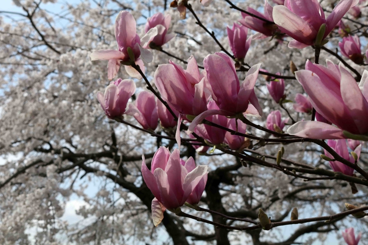 f:id:nagee4678:20200416175731j:plain f:id:nagee4678:20200416175731j:plain