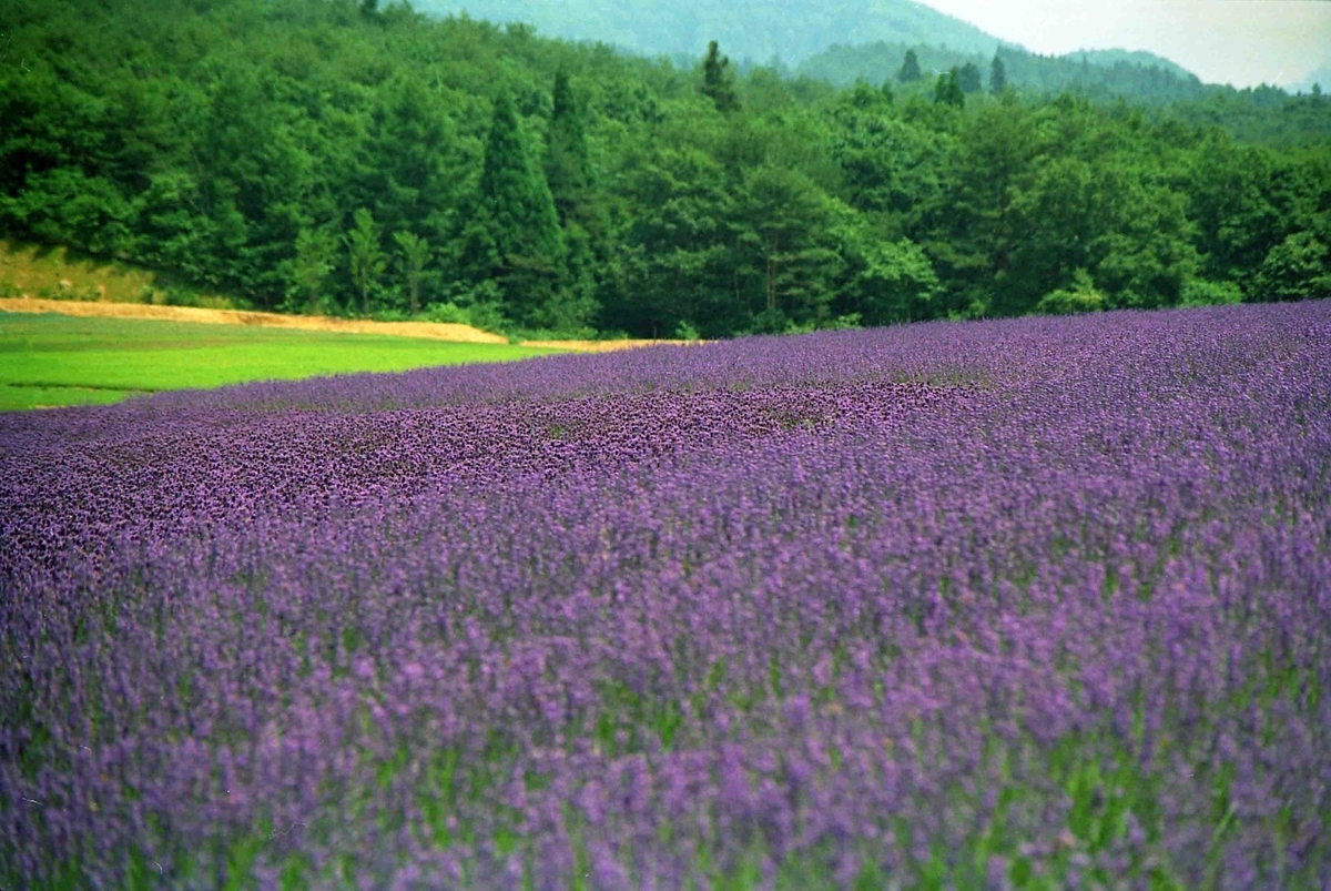 f:id:nagee4678:20200720154919j:plain f:id:nagee4678:20200720154919j:plain