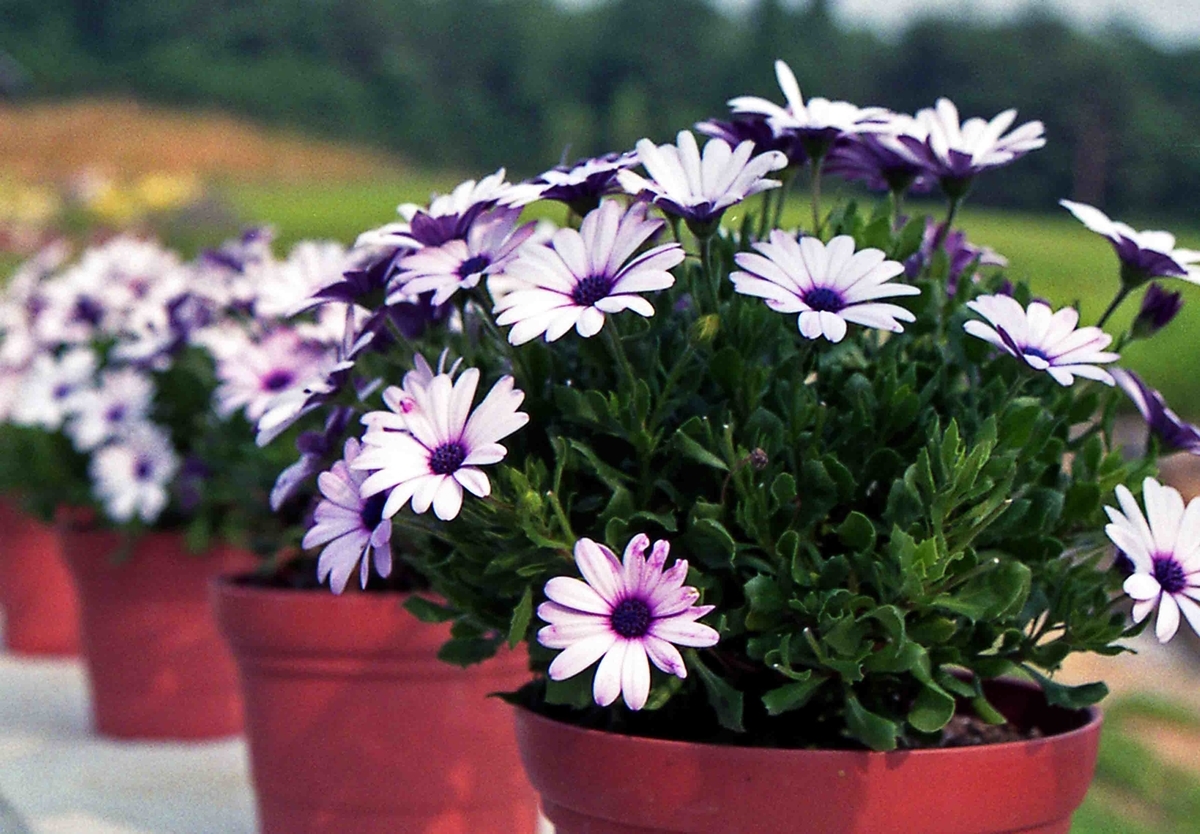 f:id:nagee4678:20200720155741j:plain f:id:nagee4678:20200720155741j:plain